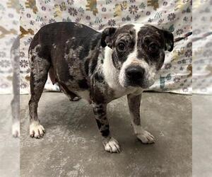 American Bulldog-Unknown Mix Dogs for adoption in Rosenberg, TX, USA