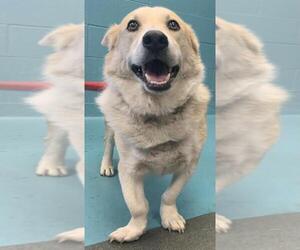 Pembroke Welsh Corgi Dogs for adoption in San Antonio, TX, USA
