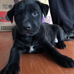 Greyhound-Labrador Retriever Mix Dogs for adoption in San Diego, CA, USA