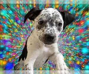 American Pit Bull Terrier-Australian Cattle Dog Mix Dogs for adoption in Tulsa, OK, USA