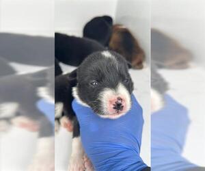 Medium Photo #2 Shepradors Puppy For Sale in Houston, TX, USA