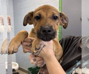 Mutt Dogs for adoption in Washington, DC, USA