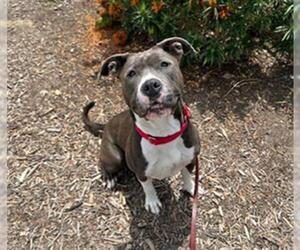 American Pit Bull Terrier Dogs for adoption in Orange, CA, USA