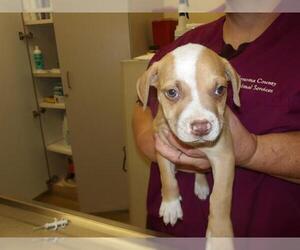 American Bulldog-Unknown Mix Dogs for adoption in Santa Rosa, CA, USA