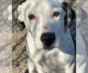 Mutt Dogs for adoption in Elmsford, NY, USA