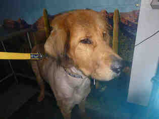 Tibetan Mastiff Dogs for adoption in Henderson, NV, USA
