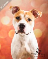 American Pit Bull Terrier Dogs for adoption in Ottawa, KS, USA