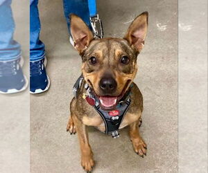 Mutt Dogs for adoption in Fairfax, VA, USA