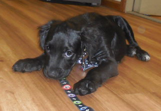 Medium Photo #1 Lowchen-Unknown Mix Puppy For Sale in Fairmont, WV, USA