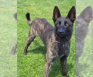 Holland Shepherd Dogs for adoption in Imlay City, MI, USA