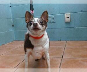 Chihuahua Dogs for adoption in Downey, CA, USA