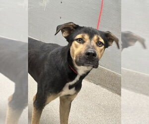 German Shepherd Dog-Unknown Mix Dogs for adoption in Las Vegas, NV, USA