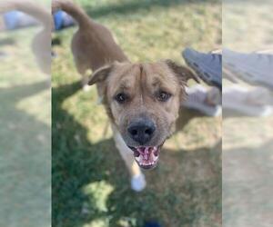 Golden Retriever-Mastiff Mix Dogs for adoption in Louisville, KY, USA