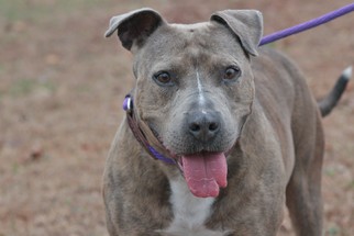 American Staffordshire Terrier-Unknown Mix Dogs for adoption in Sparta, TN, USA