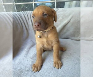 Golden Retriever-Unknown Mix Dogs for adoption in OKLAHOMA CITY, OK, USA