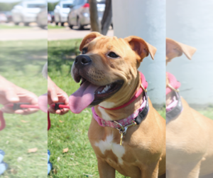 American Pit Bull Terrier-Unknown Mix Dogs for adoption in Wylie, TX, USA