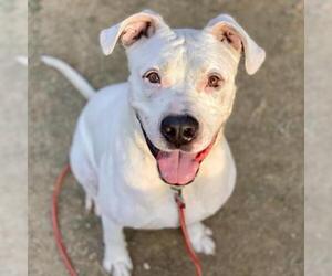 Dogo Argentino Dogs for adoption in Austin, TX, USA