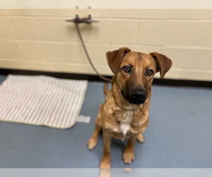 Shepradors Dogs for adoption in Denver, CO, USA