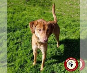 Labrador Retriever Dogs for adoption in Shreveport, LA, USA