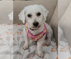 Bichon Frise Dogs for adoption in Sioux Falls, SD, USA