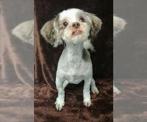 Shih Tzu Dogs for adoption in Lake City, MI, USA