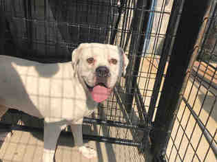 American Bulldog Dogs for adoption in Canfield, OH, USA
