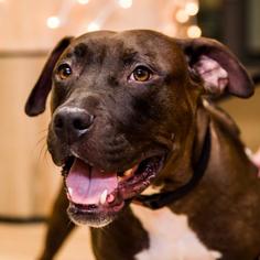 American Pit Bull Terrier Dogs for adoption in New York City, NY, USA
