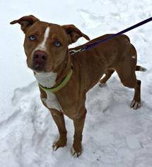 Border Collie-Unknown Mix Dogs for adoption in Mt. Pleasant, MI, USA