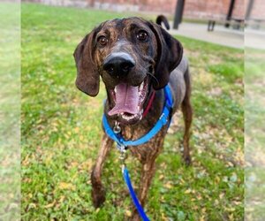 Plott Hound Dogs for adoption in Boston, MA, USA