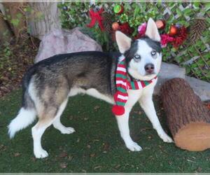 Medium Photo #1 Siberian Husky-Unknown Mix Puppy For Sale in Oklahoma City, OK, USA