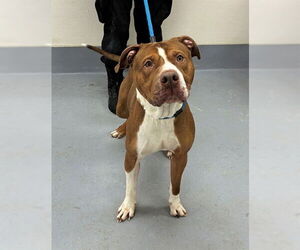 Mutt Dogs for adoption in Louisville, KY, USA