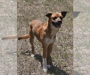German Shorthaired Pointer-Unknown Mix Dogs for adoption in San Antonio, TX, USA