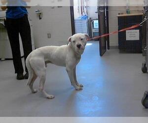 American Pit Bull Terrier-Unknown Mix Dogs for adoption in Fayetteville, NC, USA