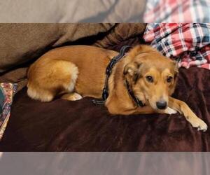 Australian Shepherd Dogs for adoption in Waco, TX, USA