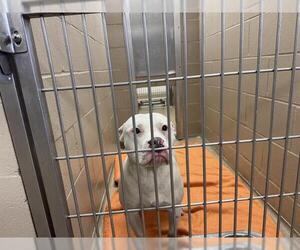 American Pit Bull Terrier Dogs for adoption in Decatur, IL, USA