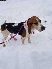 American Foxhound Dogs for adoption in Spirit Lake, ID, USA