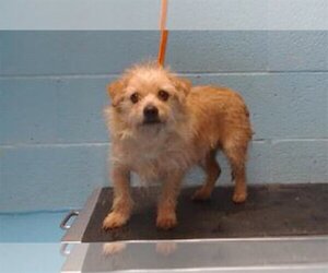 Mutt Dogs for adoption in Moreno Valley, CA, USA
