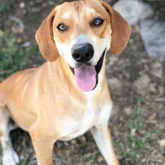Redbone Coonhound-Unknown Mix Dogs for adoption in Fredericksburg, TX, USA