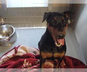 Doberman Pinscher Dogs for adoption in Orange, CA, USA