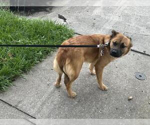 Cardigan Welsh Corgi-German Shepherd Dog Mix Dogs for adoption in Ocala, FL, USA