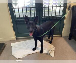 Dutch Shepherd -Unknown Mix Dogs for adoption in Pasadena, CA, USA