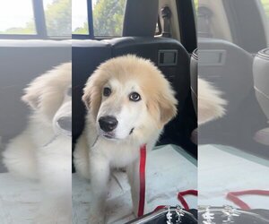 Great Pyrenees-Unknown Mix Dogs for adoption in Sterling, MA, USA