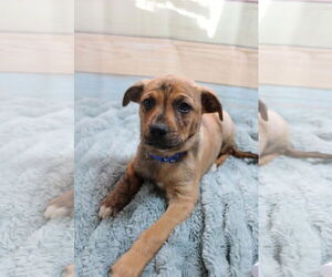 Mountain Cur-Unknown Mix Dogs for adoption in New London, WI, USA