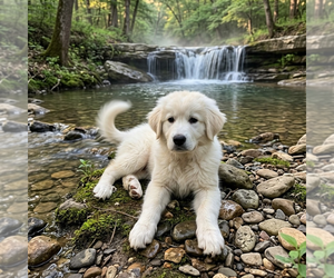 Great Pyrenees Dogs for adoption in Vail, AZ, USA