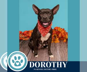 Mutt Dogs for adoption in Kimberton, PA, USA