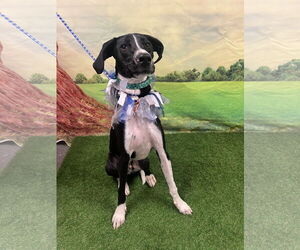 Great Dane-Pointer Mix Dogs for adoption in Euless, TX, USA