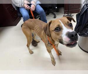 American Pit Bull Terrier-Unknown Mix Dogs for adoption in Center Township, PA, USA