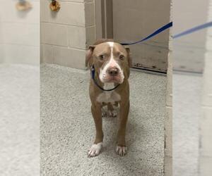 American Pit Bull Terrier Dogs for adoption in Conroe, TX, USA