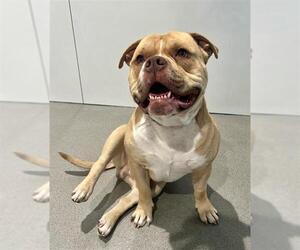 Medium Photo #1 Bulldog-Unknown Mix Puppy For Sale in San Francisco, CA, USA