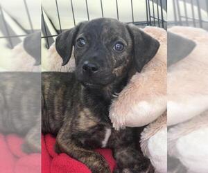 Plott Hound Dogs for adoption in Coppell, TX, USA